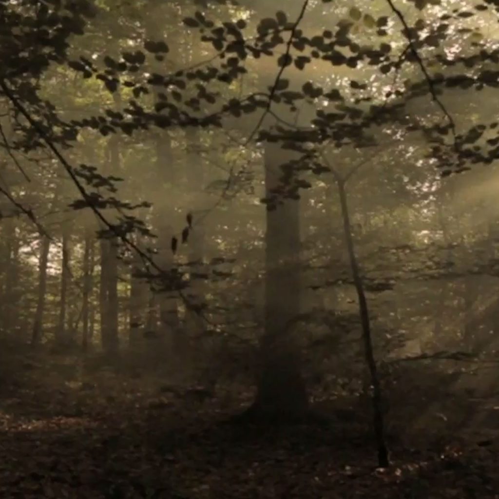 Derrière les arbres, Alexis Taillant, Nicolas Lheureux, Court-métrage, Fiction, 2012