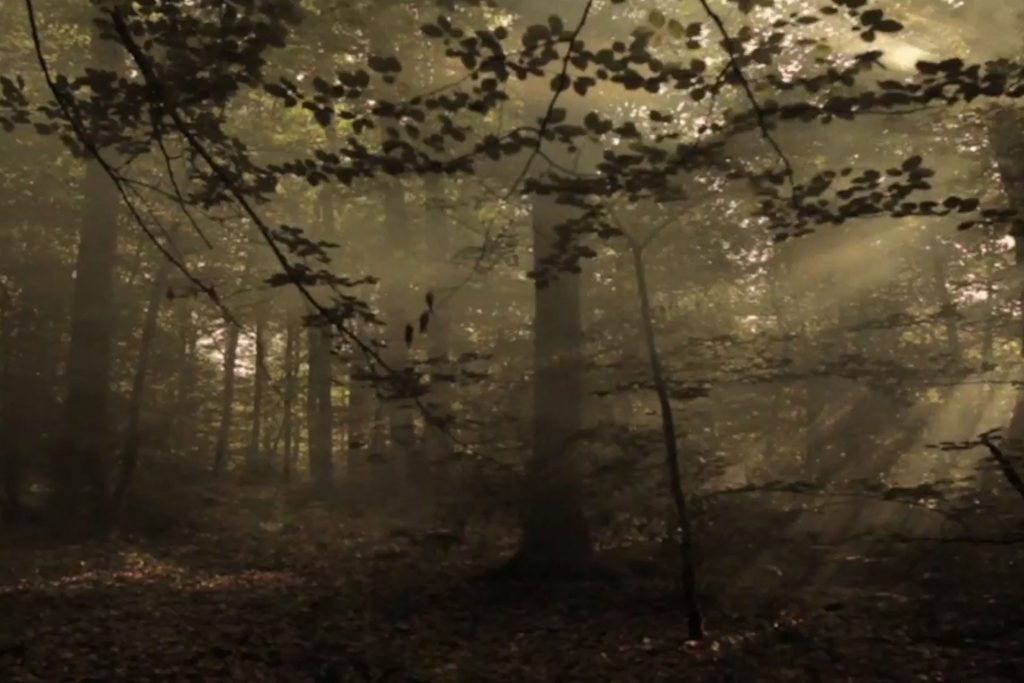 Derrière les arbres, Alexis Taillant, Nicolas Lheureux, Court-métrage, Fiction, 2012