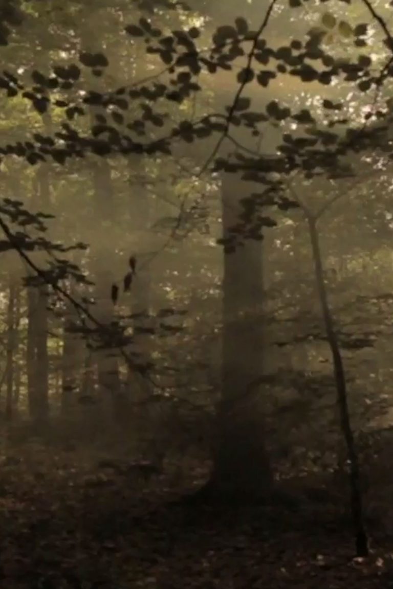 Derrière les arbres, Alexis Taillant, Nicolas Lheureux, Court-métrage, Fiction, 2012