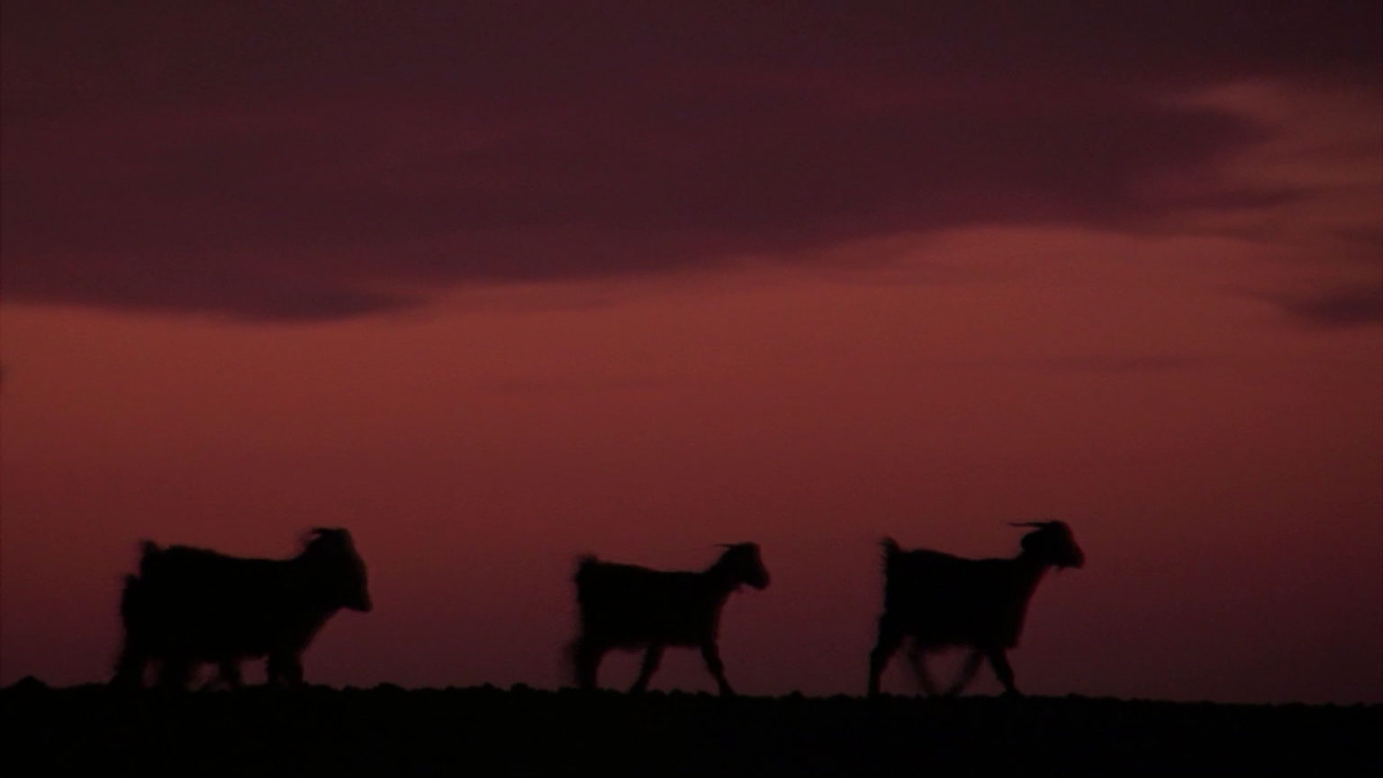 Ô Racines !, Cécile Couraud, Documentary, Wendigo Films