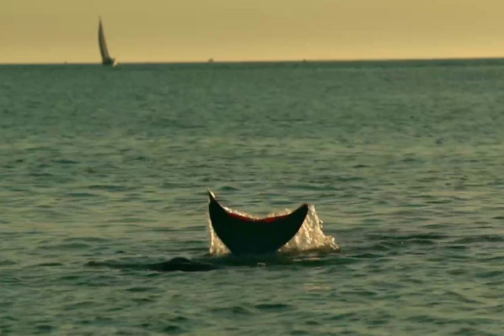 Miss Mermaid, Pauline Brunner, Marion Verlé, 2020, Fécamp, Bretagne, Sirène, Documentaire, Film