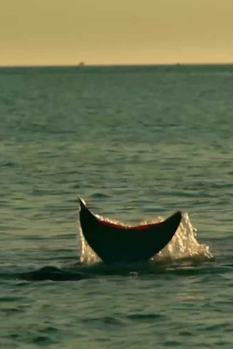 Miss Mermaid, Pauline Brunner, Marion Verlé, 2020, Fécamp, Bretagne, Sirène, Documentaire, Film